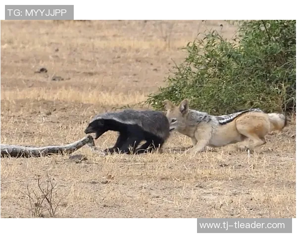 奥莫尼亚与萨索洛激战在即谁能在这场对决中笑到最后